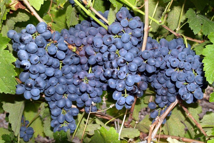 Плоды саженцев технических сортов винограда - Красень