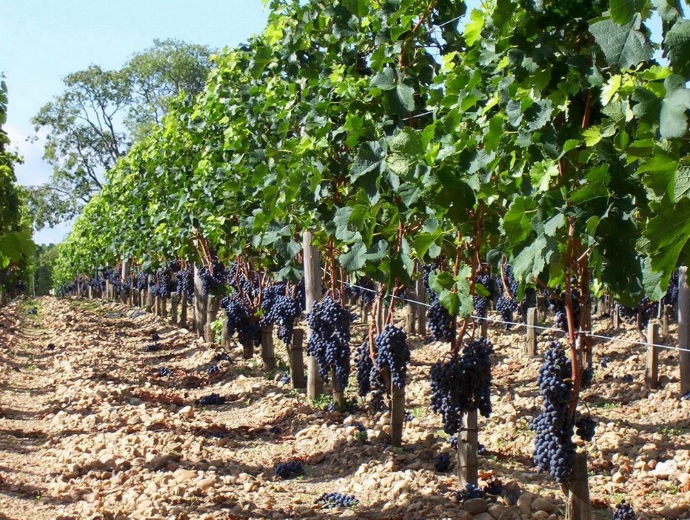 Выращивание технических сортов винограда