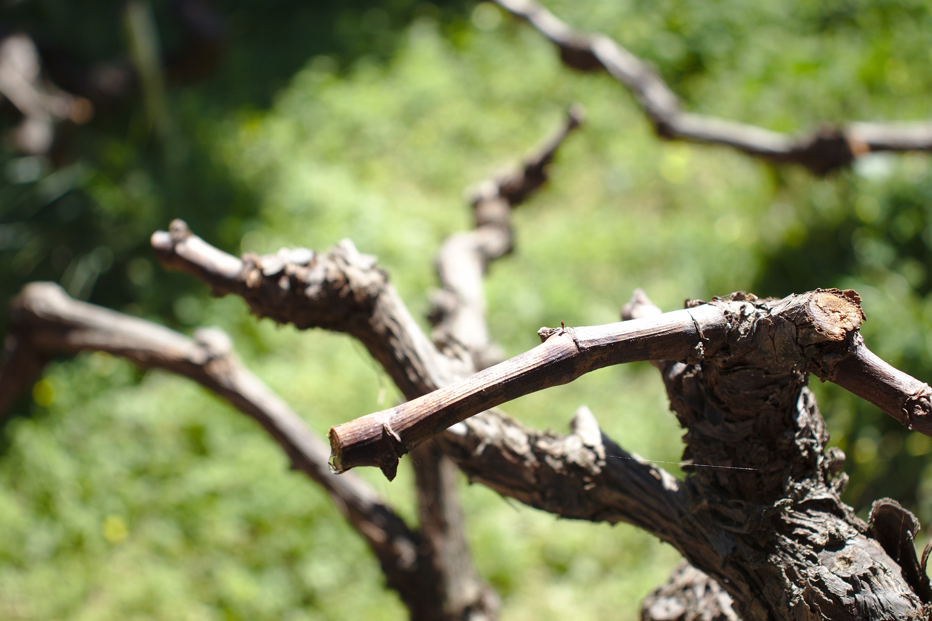 Саженцы винограда без косточек в Крыму от питомника Аристо сад