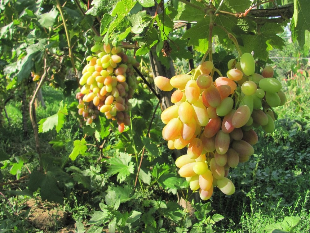 Белый виноград в Крыму от питомника «Аристо Сад»