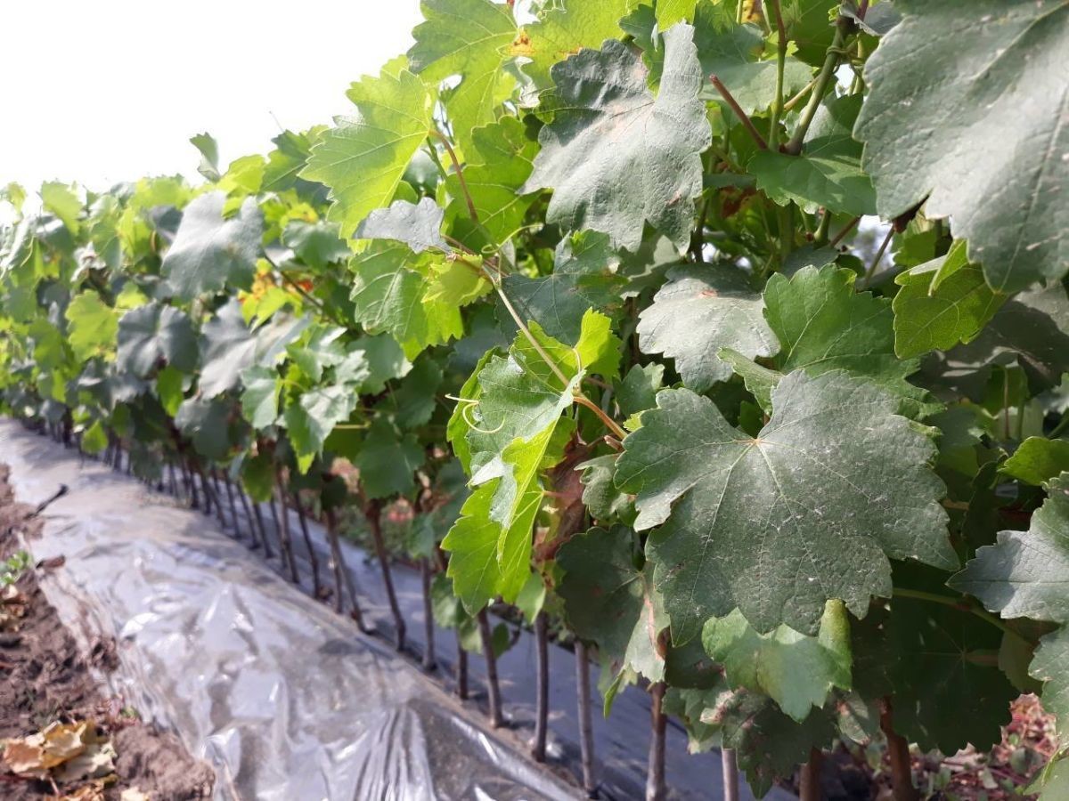 Саженцы винограда в Крыму для заказа почтой в питомнике «Аристо Сад»